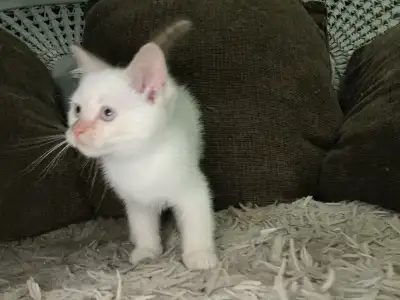 3 femelle HL X yeux bleu pattes polydactil prêtes a partir vermifuge ok enfants et chien ❤️