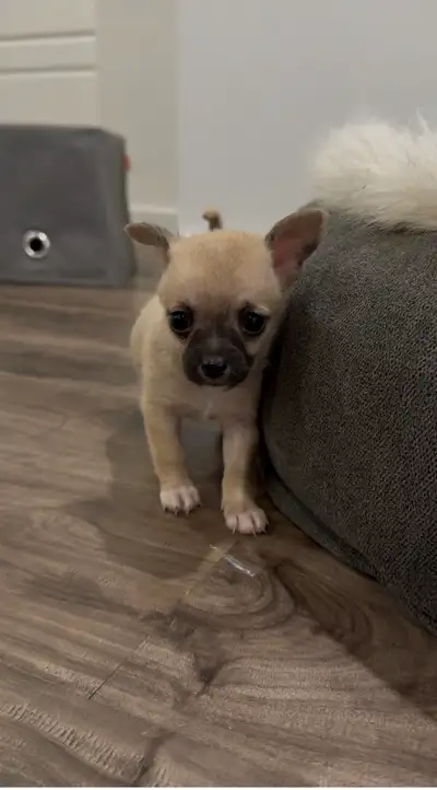 Chiots chihuahuas, View more
