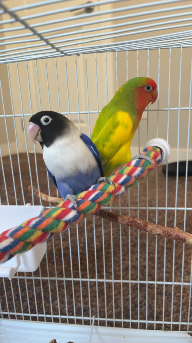 2 love birds + cage and all supplies  in Birds for Rehoming in Calgary
