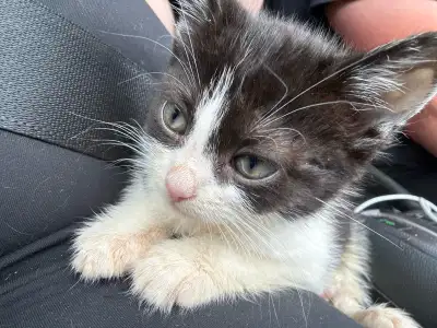 kitten ready for home, View more