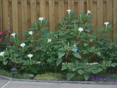 SEMENCES DE FLEURS DATURA, ÉLOIGNE COLÉOPTÈRES & DORYPHORES, View more