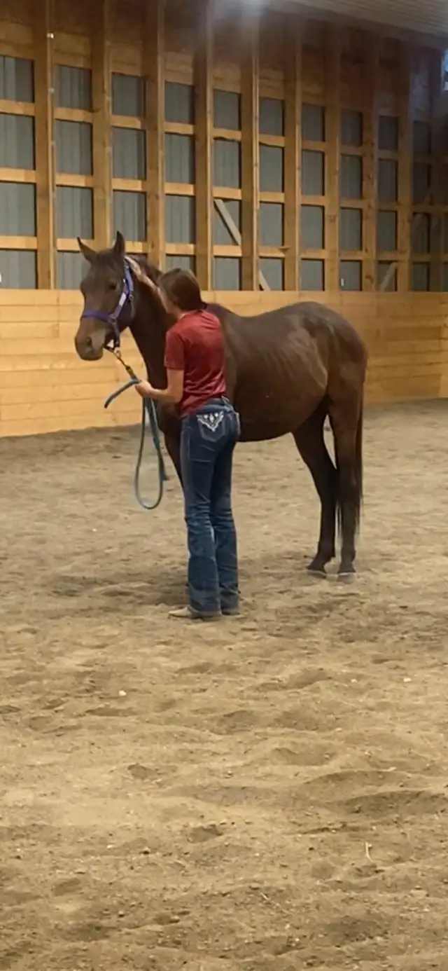 Horse Training Services in Equestrian & Livestock Accessories in Vanderhoof - Image 7