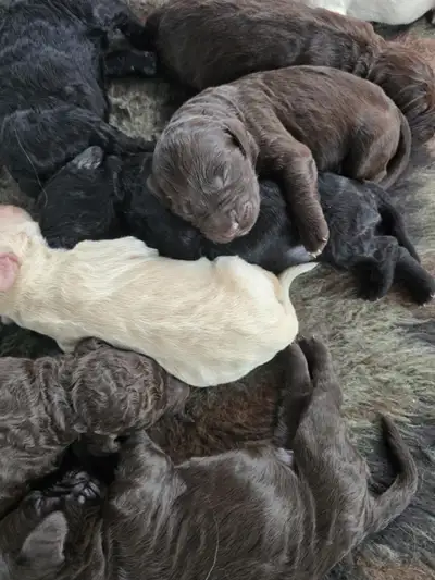 Raised with Love, Ready for Your Family ❤️ At Sandi & Bradley Doodles, every puppy is born and raise...