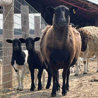 Ewe + lamb pairs