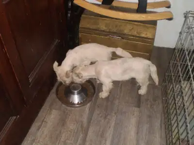 two female scottish terrier puppies for sale $1500 8 months old