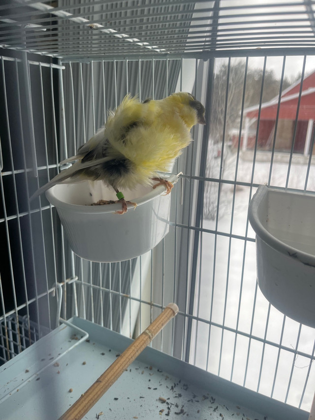 Canari frisé et mosaique disponible in Birds for Rehoming in La Ronge