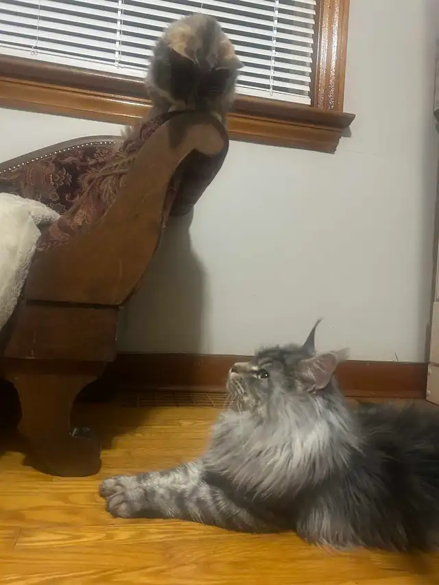 Maine coon make stud intact