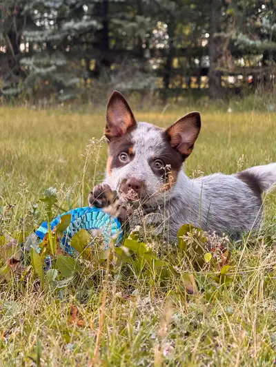 1 Male Chocolate Heeler Pup, View more