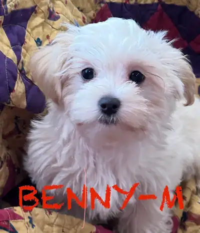 MORKIE X MALTESE - Puppies Available - LAST 3!, View more