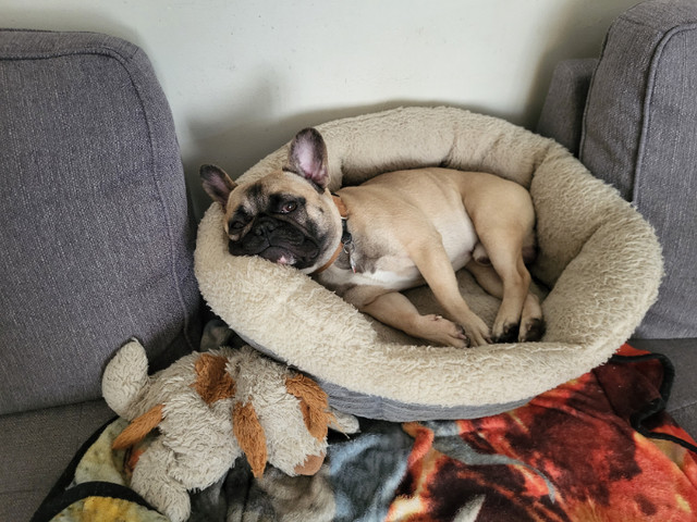 French bulldog male in Dogs & Puppies for Rehoming in Stratford - Image 4