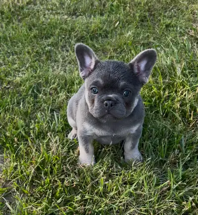 French bulldog , View more