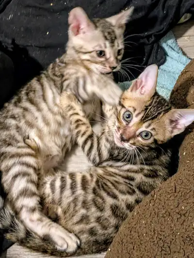 Purebred  Bengal Kittens  TICA registered, View more