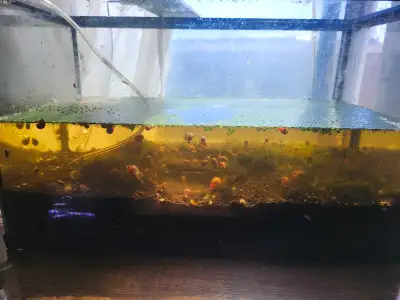 aquarium snails and tank , View more