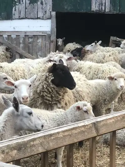 We have 30 healthy commercial cross ewes available — a mix of Rideau, Cheviot, and other quality bre...