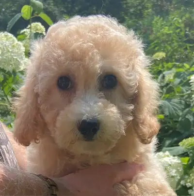 Bichonpoo puppies, View more