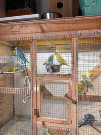 Budgies for sale 