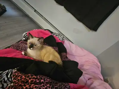 Ragdoll siamese mix female , View more