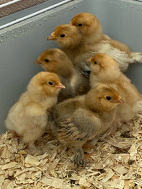 Poussins Barbu d’Uccle