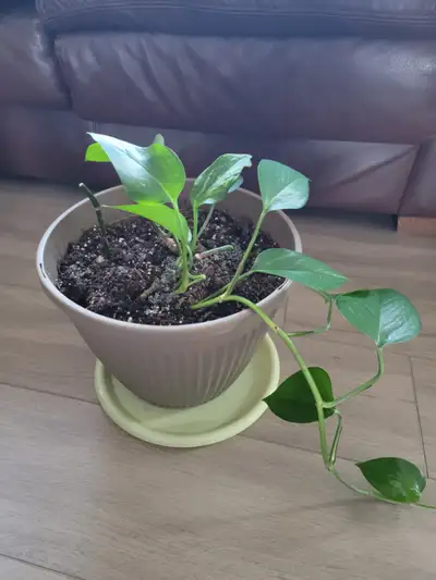 Golden pothos (Money plant ) with 8"x 25" pot., View more