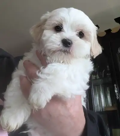 Teddy Bear Puppies ready to hop their way into your heart like bunnies. I sit and watch these little...