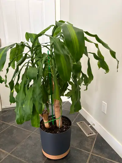 32 Inch Tall Corn Plant (dracaena fragans), View more