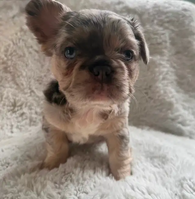 Fluffy French Bulldogs in Dogs & Puppies for Rehoming in City of Toronto - Image 3