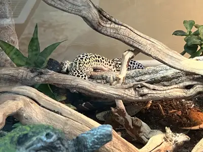 leopard gecko for free, View more