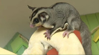 Looking for a pair non-neutered sugar glider