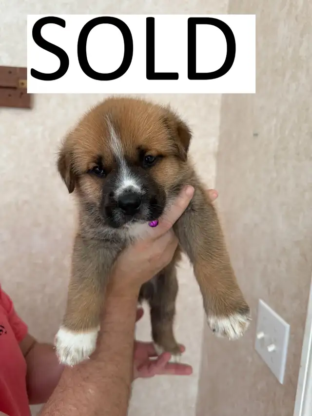 READY TO GO — Unique Mix Puppies. Only 2 boys available in Dogs & Puppies for Rehoming in Winnipeg - Image 6