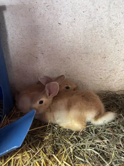 Four baby rabbits are ready to find their new home, there are three tan and one albino. Mom is a New...