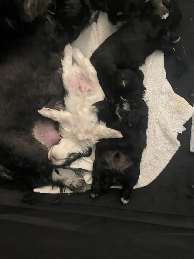 CKC registered Havanese in Dogs & Puppies for Rehoming in Thunder Bay - Image 5