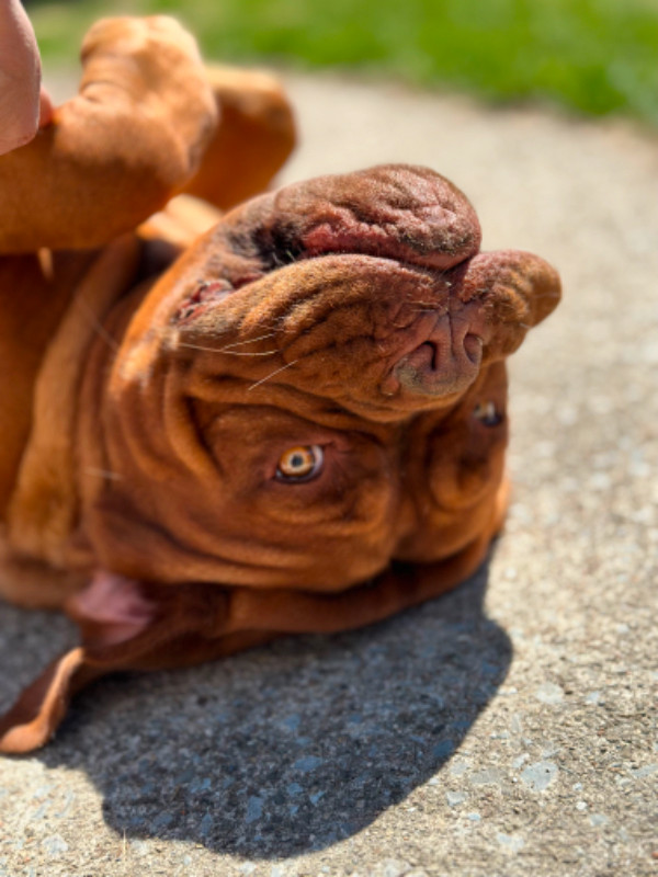 Dogue de Bordeaux in Dogs & Puppies for Rehoming in Kingston