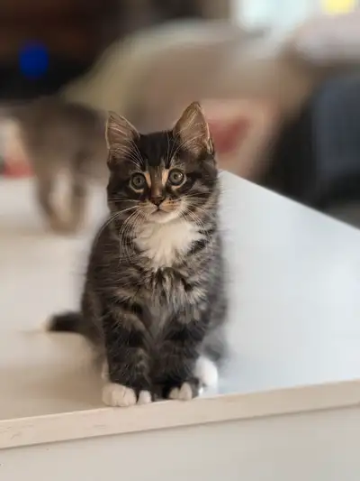 À qui la chance ? Nous avons 2 chatons Norvégie née le 15 Février Ils sont adorables, colleux et aff...