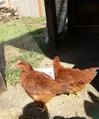 8 week old Rhode Island Red roosters 