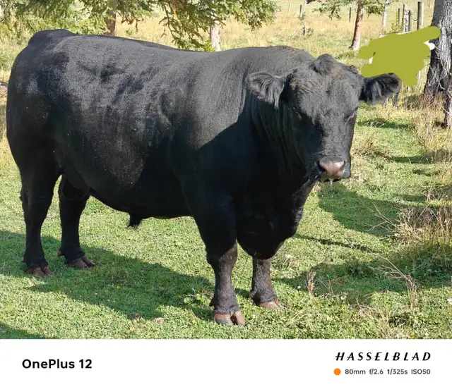 Black Angus Bull in Livestock in Vanderhoof - Image 2