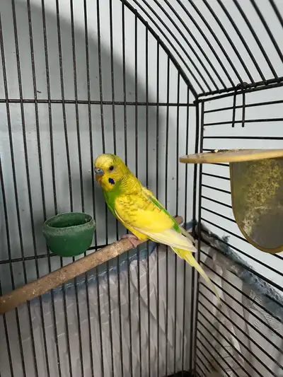 Male Budgie 1 yr old, View more