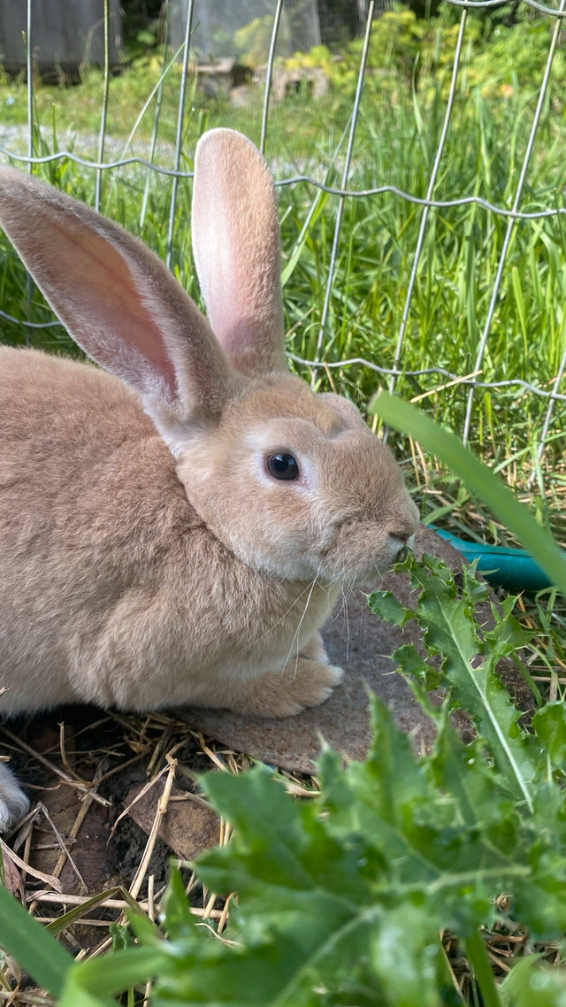 Flemish giant/ New Zealend/ Rex bucks in Small Animals for Rehoming in Vernon - Image 3