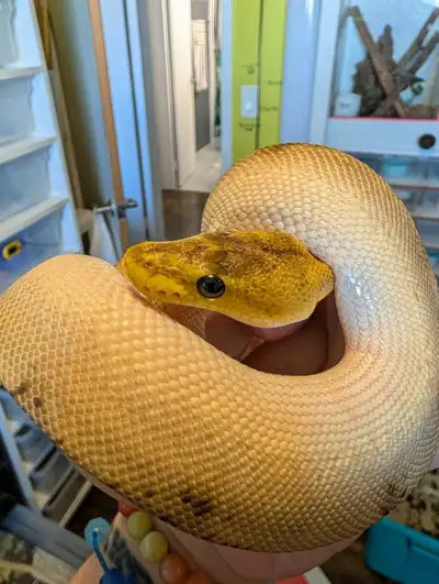 Champagne Ball Python, View more