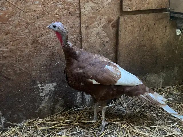 bonded pair of bourbon red turkeys in Livestock in Owen Sound - Image 3