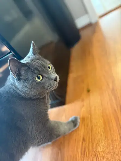 Male Cat Russian Blue, View more