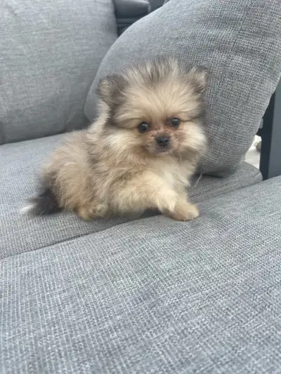 Pom pup ready male, View more