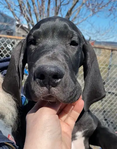 Stephanie Pharand Kennels has a few male and female puppies left from Orcas litter of 14 Black Beaut...