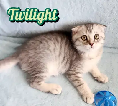 Scottish Fold/ Straight Shorthair looking for new home!, View more