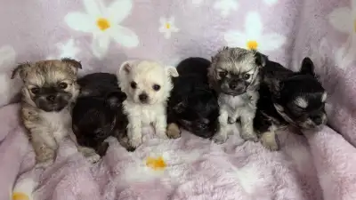 Gorgeous Applehead heights quality Chihuahua puppies, View more