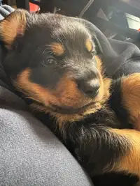 One Male Rottweiler Puppies Left