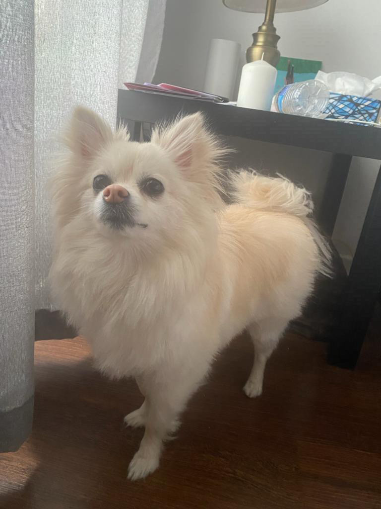 Dog for rehoming Dogs & Puppies for Rehoming Mississauga / Peel