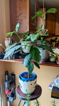 Avocado plant, 1m tall in decorative ceramic pot
