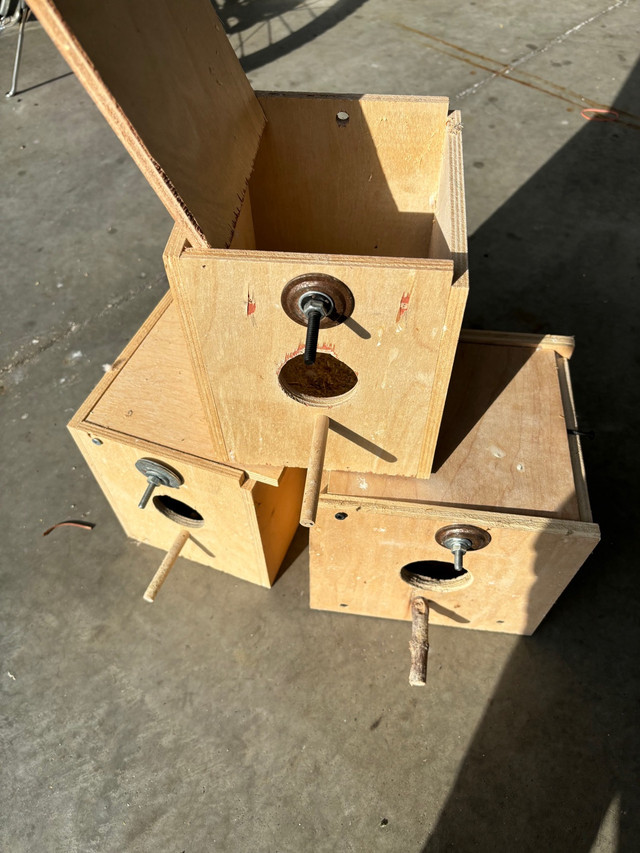 Birds nest box in Birds for Rehoming in Windsor Region - Image 3