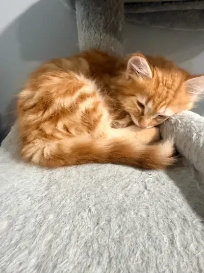 This adorable, healthy ginger tabby kitten is looking for a loving forever home. This little one is...