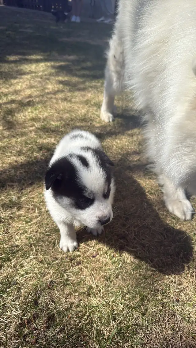 Samusky puppies in Dogs & Puppies for Rehoming in Edmonton - Image 7